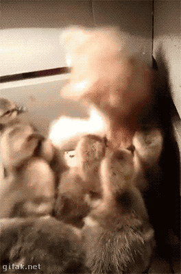 25e8eb_orig_.gif