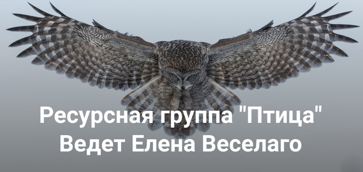 Птица.jpg