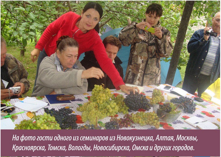 Виноград.jpg