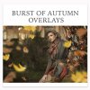 burstofautumn_grande.jpg