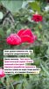 msg5319950325-779.jpg