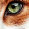 Sewolfs