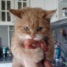 lightcat
