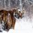 Snowtiger